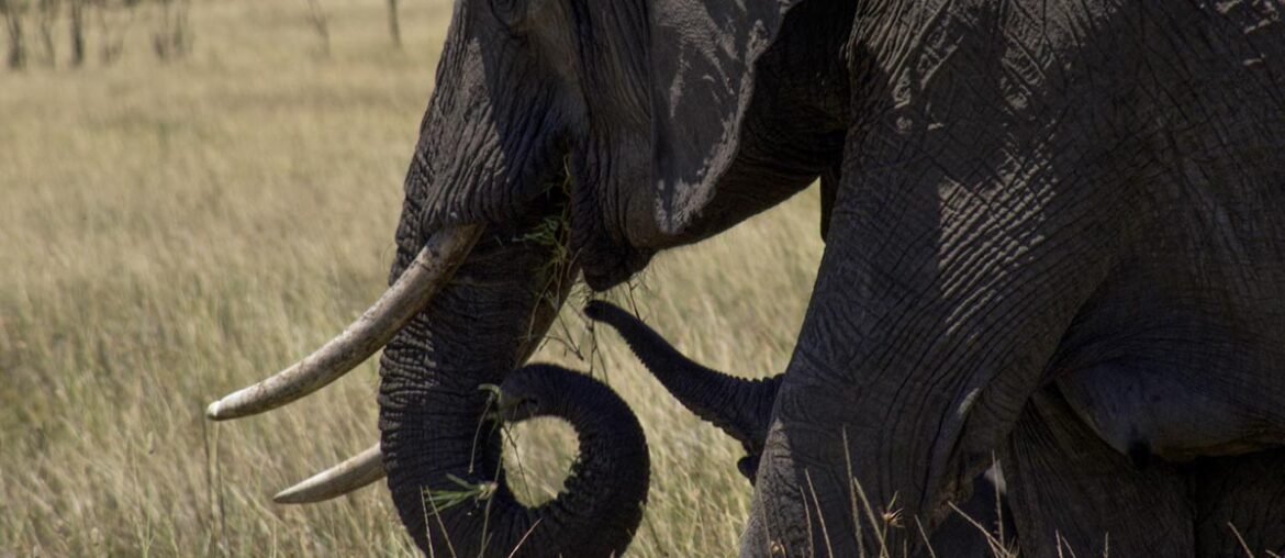 Garantia de ver elefantes no roteiro 10 dias no Quênia