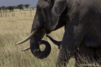 Garantia de ver elefantes no roteiro 10 dias no Quênia