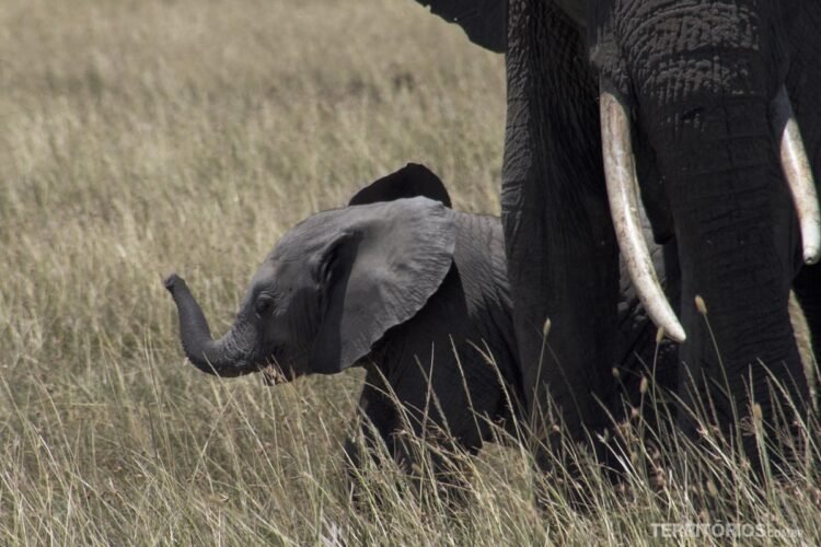 Melhores fotos do Quênia: elefante com filhote