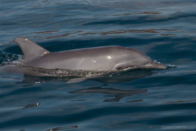 Golfinhos livres acompanham o barco e dando um show no Oceano Índico