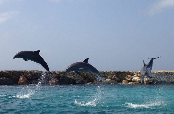 Esses golfinhos do Sea Aquarium são encantadores