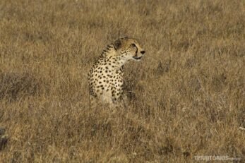 Guepardo camuflado na savana ilustra o texto Dicas aos viajantes quênia