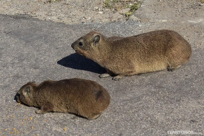 Perto do restaurante tem esses bichinhos querendo comida