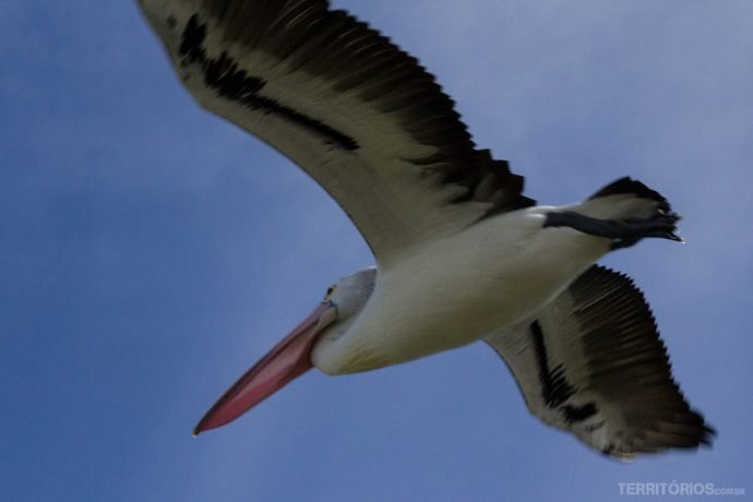 O enorme pelicano