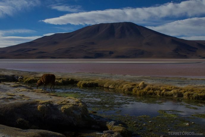 Lhama na Laguna Colorada, uma lagoa cor de rosa na Bolívia