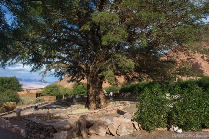 Árvore de 600 anos fez a sombra durante a  massagem