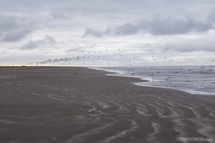 Revoada de gaivotas na Praia do Mar Grosso