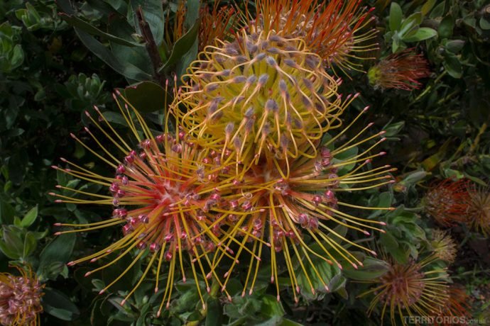 Flor protea