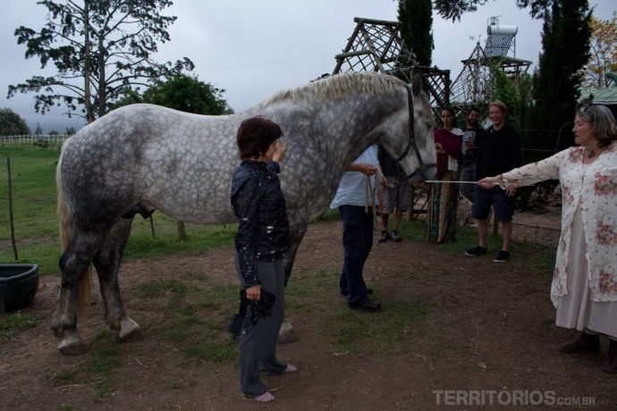 O cavalo mais alto da África do Sul mora em Outeniqua Moon