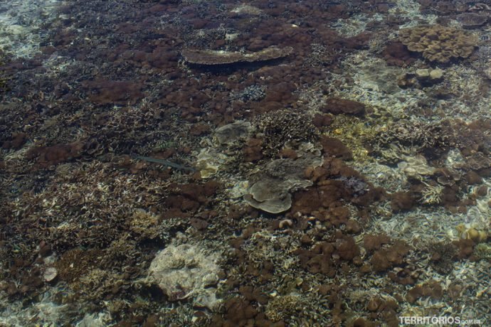 Variedade de peixes e corais visto do alto do pier de Arborek