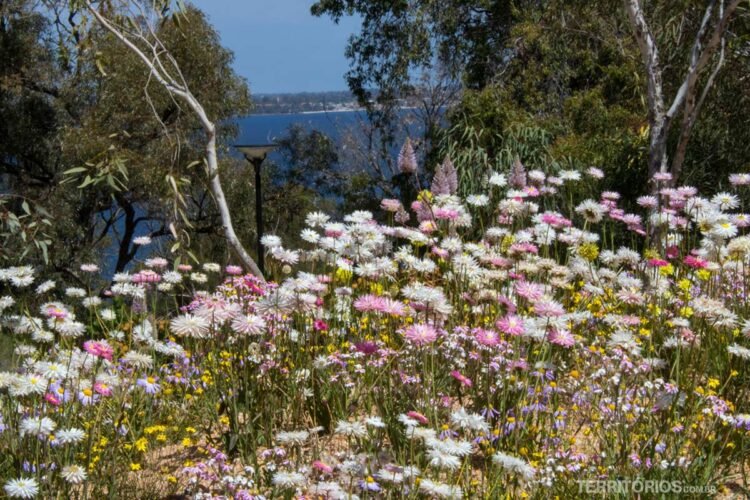 Jardim Botânico com vista no Kings Park, Perth, Western Australia - Australia