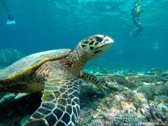 Tartarugas são vistas com frequência durante o snorkel