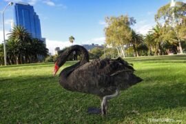 Cisne-negro nas margens do rio Swan em Perth, Western Australia - Austrália