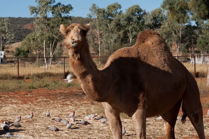 Fotos Austrália: camelo por Roberta Martins