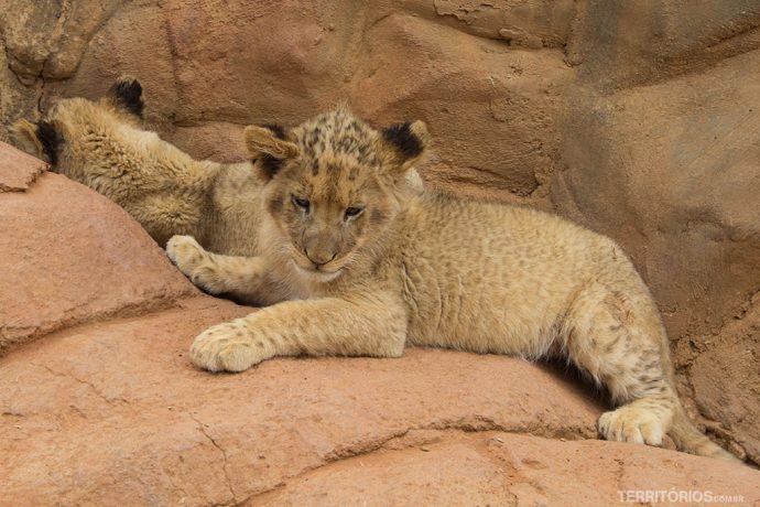 Filhote de leão no Lions Park