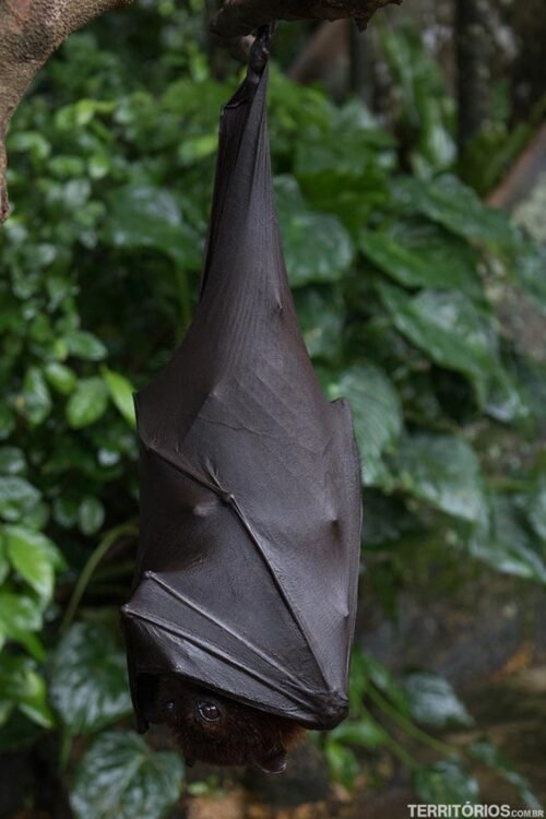 Morcego na Indonésia