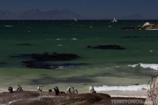 Não é a toa que os pinguins passam o ano todo em Cape Town