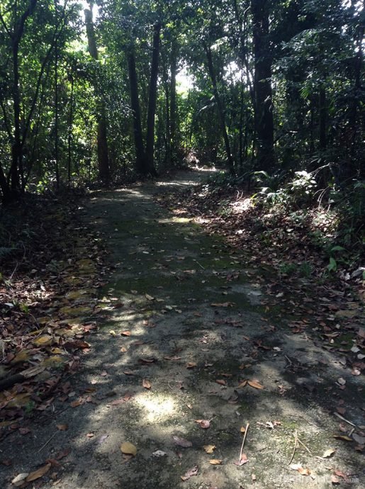 Forest Walk são trilhas no meio da floresta