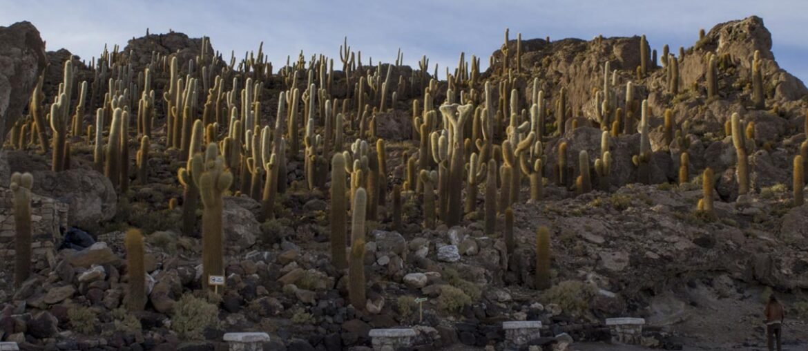 incahuasi, a ilha dos cactus Uyuni