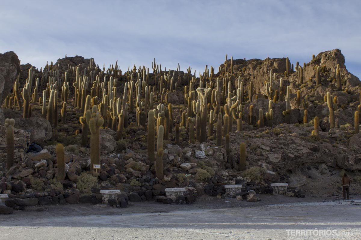 incahuasi, a ilha dos cactus Uyuni