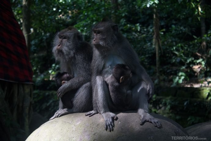 Família na Sagrada Floresta de Macacos de Ubud