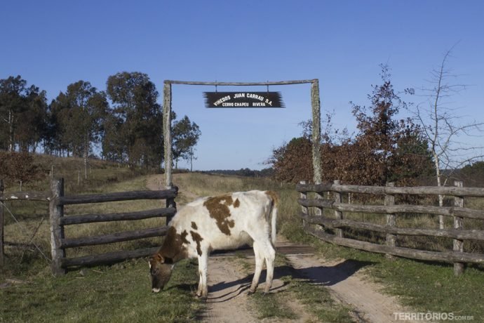 Vaca em frente a porteira de entrada da vinícola Cerro Chapeu, em Rivera