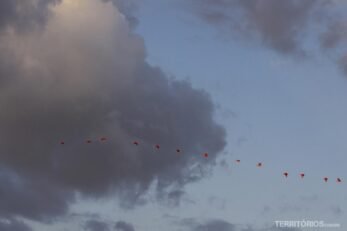 Céu com pássaros ilustra a galeria de fotos Jeri, Delta e Lençóis