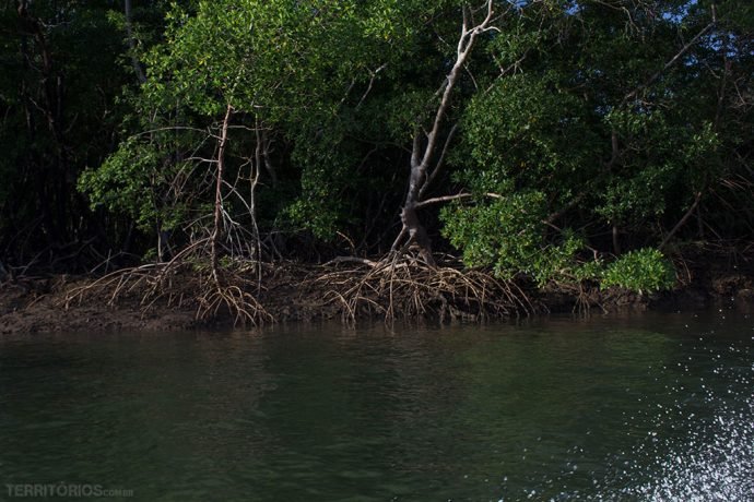 O mangue predomina em muitas ilhas