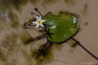 Flor endêmica da família das vitórias régias