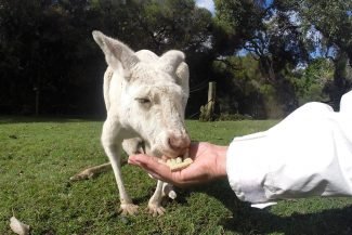 Alimentando canguru albino
