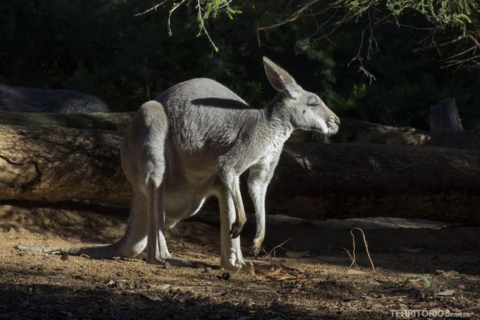Canguru no Perth Zoo