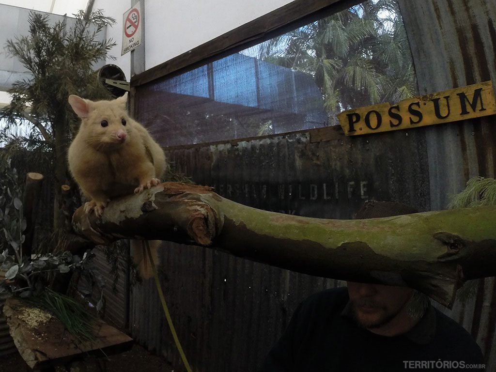 Possum no Farm Show