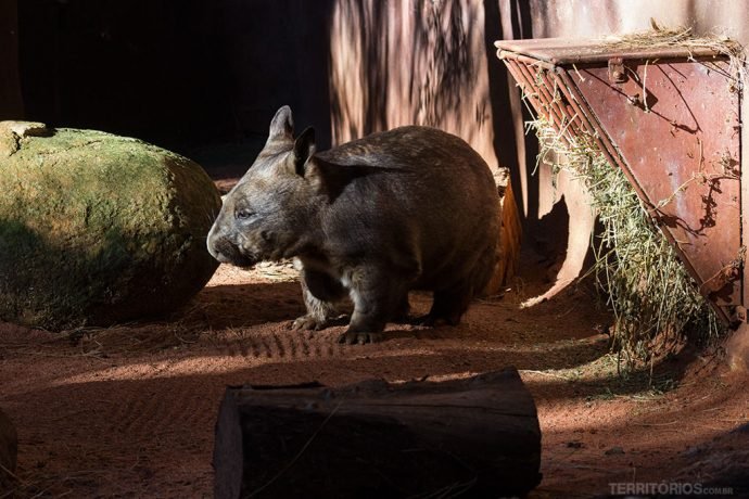 Wombat é endêmico da Austrália