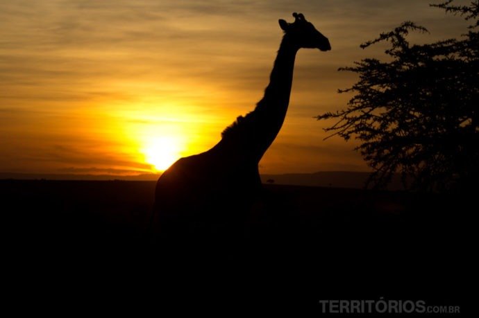 Girafa no pôr do sol em Maasai Mara