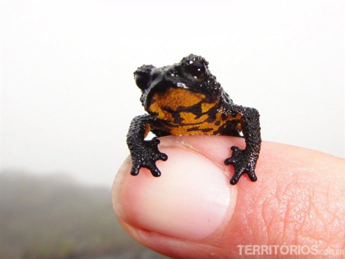 Sapo endêmico Oreophrynella Quelchii no Monte Roraima - Montanha na divisa dos países Guiana, Brasil e Venezuela