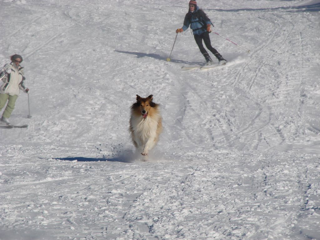 Cachorro na neve, Alpes
