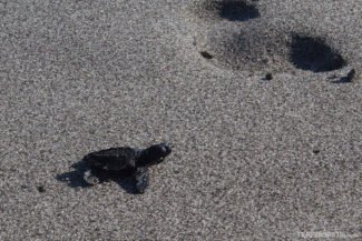 Preservação da Vida Selvagem nas fotos de El Salvador