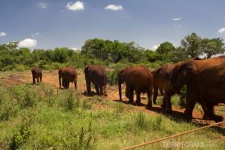 Orfanato de elefantes