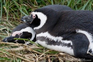 Ninho de amor dos pinguins na Isla Martillo, em Ushuaia - Argentina