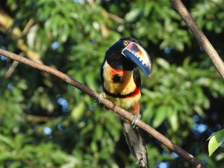 Hotel Arenal Montechiari, La Fortuna - Costa Rica