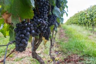 vinhos da campanha na Rota Farroupilha