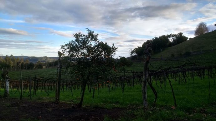 Osteria Della Colombina