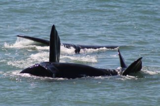 Rota da BAleia Franca