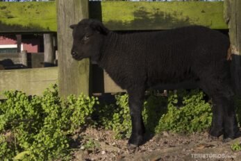 Galeria de fotos do Rio Grande do Sul: cordeiro negro