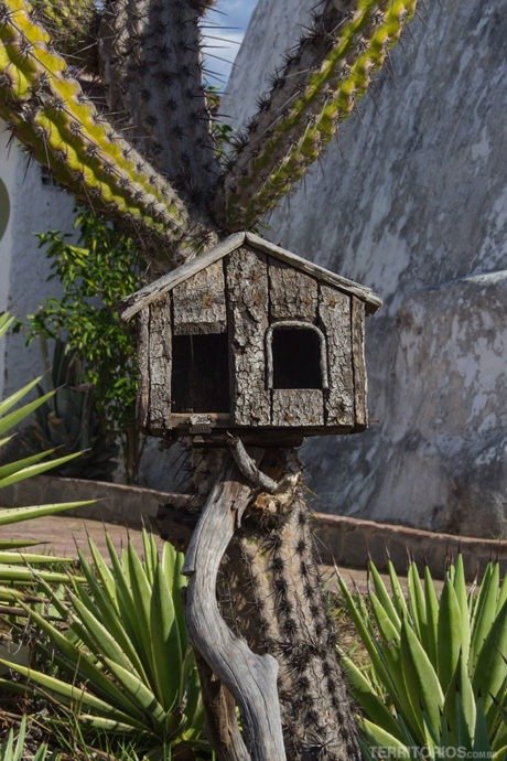 Casa de passarinho feita com cactos