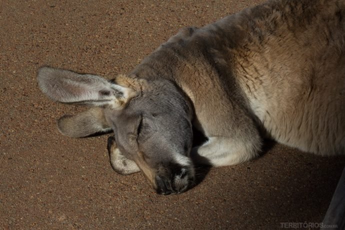 Fotos Austrália: canguru por Roberta Martins