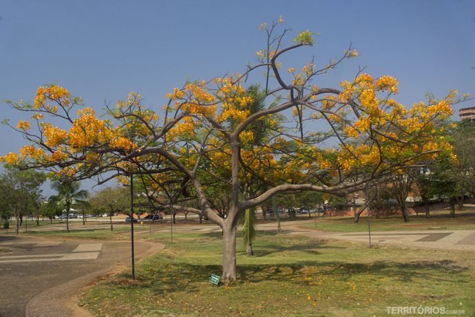Árvore florida na Praça dos Girassóis, em Palmas 