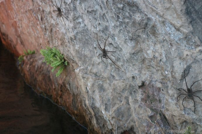 Aranhas na pedra