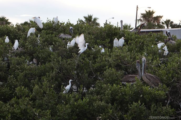 Observação de pássaros em New Smyrna Beach