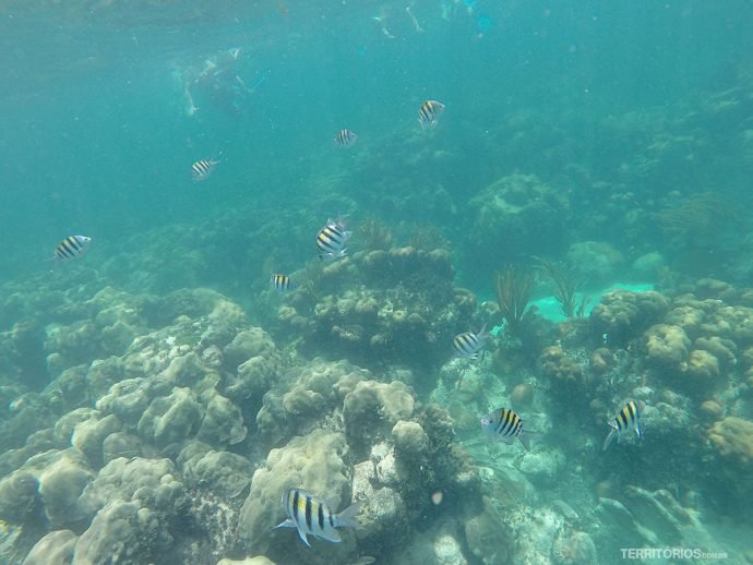 Barreira de corais em  Islamorada